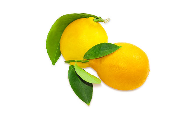 istock Two lemons with twigs and leaves on a light background 504791146