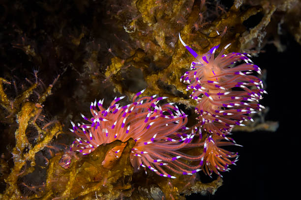 istock Flabellina affinis Nudibranch, Sea Slug 504792528