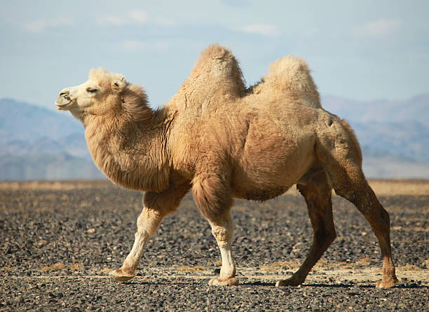 istock Bactrian camel in the steppes of Mongolia 504792722