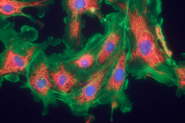 線維芽細胞の細胞 mpressionistic - scientific micrograph ストックフォトと画像