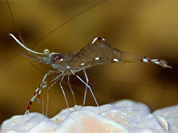 istock Bruun`s cleaning partner shrimp, Bruun`s Partnergarnele (Urocaridella antonbruuni) 504793792