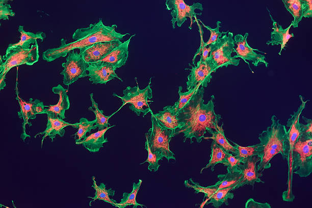 線維芽細胞の細胞 - actin ストックフォトと画像