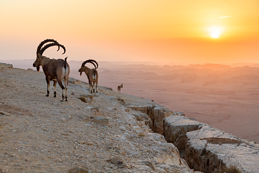 Ibex on a rock at sunrise