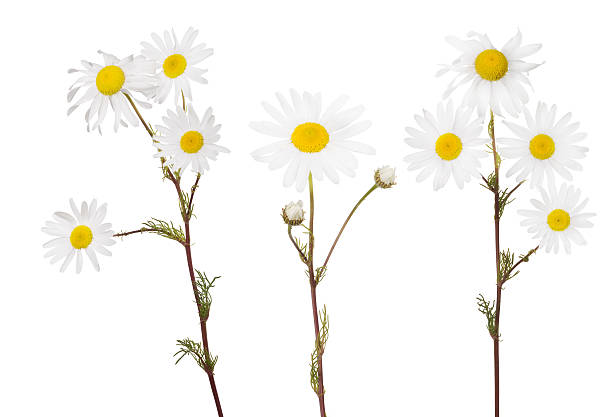istock isolated set of three fine chamomile flowers 504795902