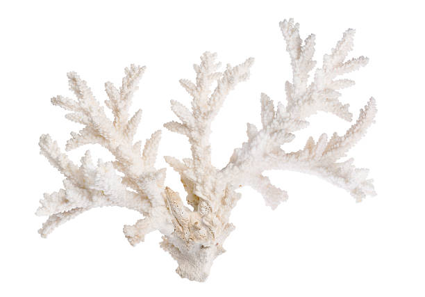 istock white color isolated large sea coral 504796234