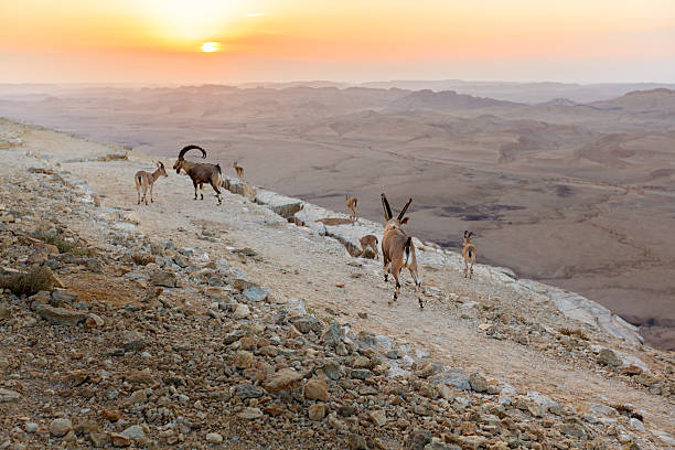 istock Ibex at sunrise 504796886