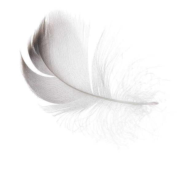 istock small gray goose feather on white background 504796936