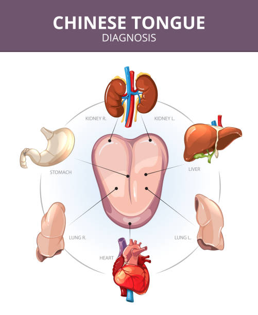 istock Chinese Tongue Diagnosis. Internal organs projections. Medical vector infographics 504814700
