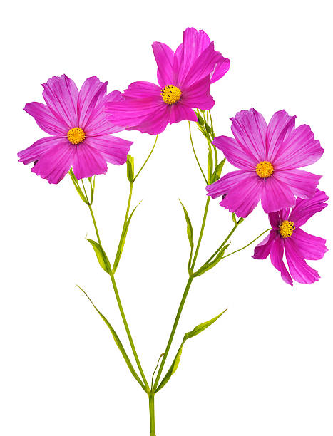 istock plant with four large pink blooms 504814754
