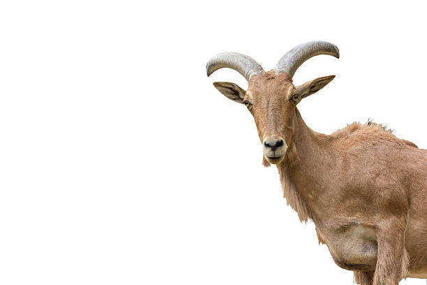 Mountain Goats Stock Photo - Download Image Now - Goat, Cut Out, Ibex -  iStock