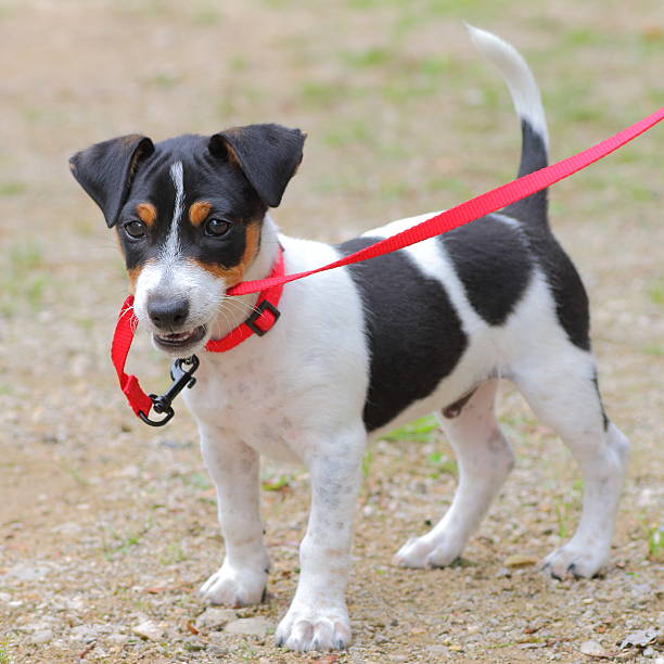 Close-up of young male purebred jack-russell terrier puppy dog playing with his collar and leash.