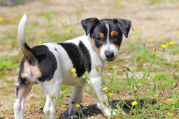 istock Jack-russell terrier puppy careful 504816329