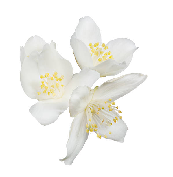 istock jasmin four flowers isolated on white 504816996