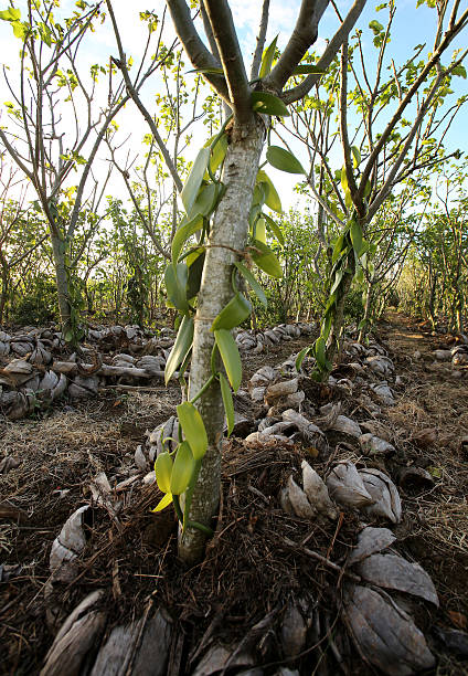 Vanilla plant stock photo