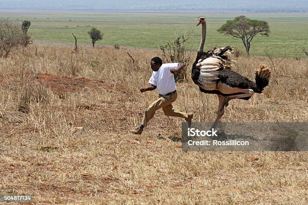 Photo libre de droit de Autruche Attaque En Tanzanie banque d'images et plus d'images libres de droit de Autruche - Autruche, Oiseau, Colère