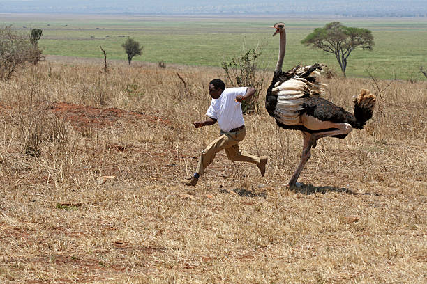 Tarangire National Park, Tanzania – September 25, 2007: Safari guide attacked by an ostrich 