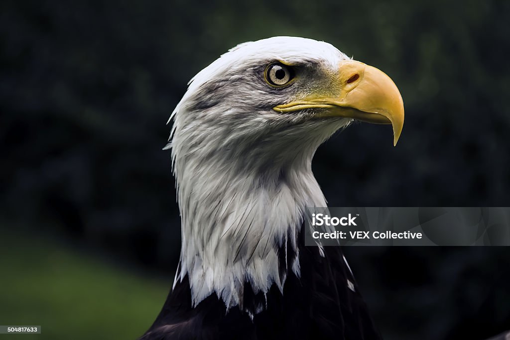 American Eagle - Photo de Aigle libre de droits