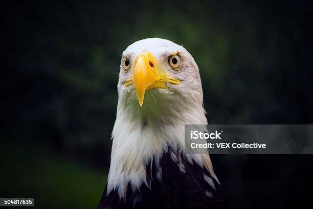 Photo libre de droit de American Eagle banque d'images et plus d'images libres de droit de Aigle - Aigle, Aile d'animal, Ailes déployées