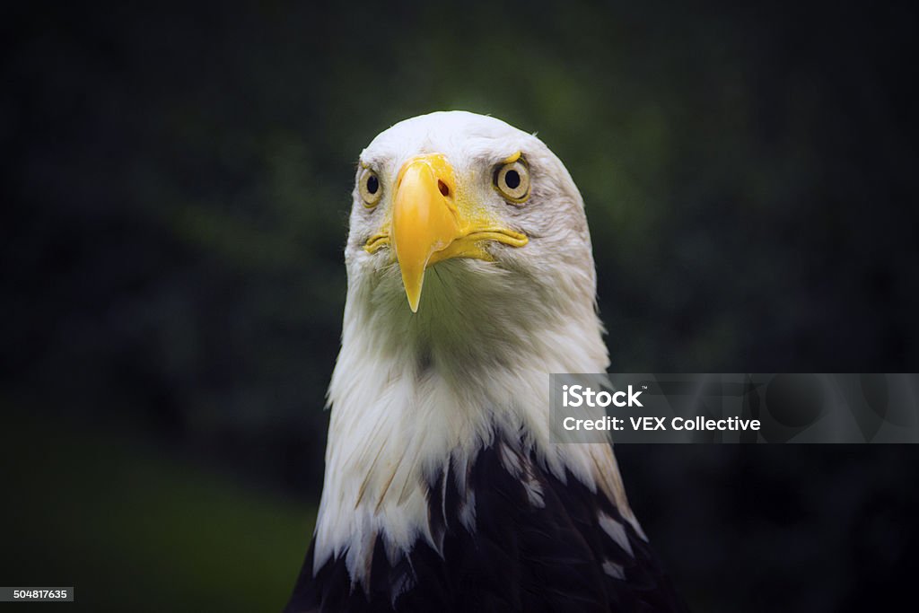 American Eagle - Zbiór zdjęć royalty-free (Ameryka)