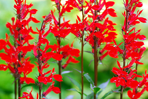 Flowering Lobelia Fulgens 'Queen Victoria.