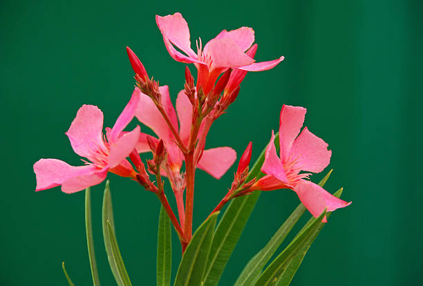 A vibrant pink flower blooms beautifully among lush green foliage, showcasing natures magnificent beauty