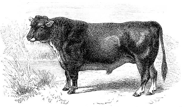 Scottish hornless bull Antique illustration of a bull of the Scottish hornless breed aberdeen angus cattle stock illustrations