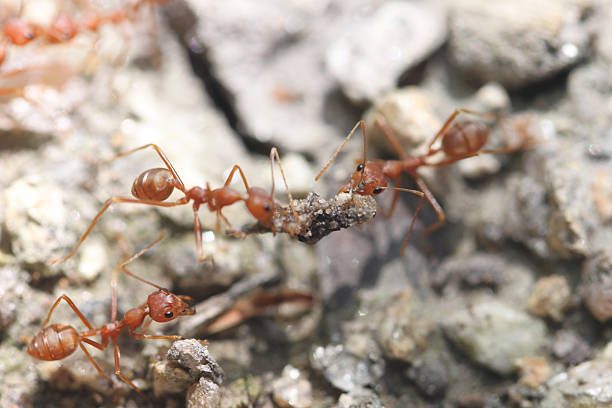 istock Ants are looking for food. 504818819
