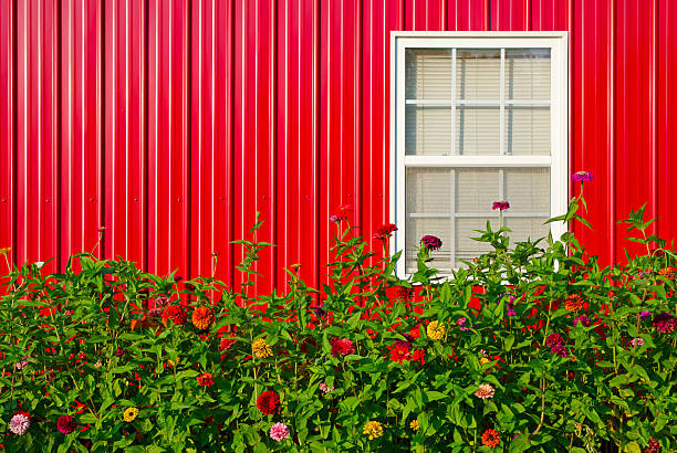 istock Zinnias in Front of a Red Barn 504818859