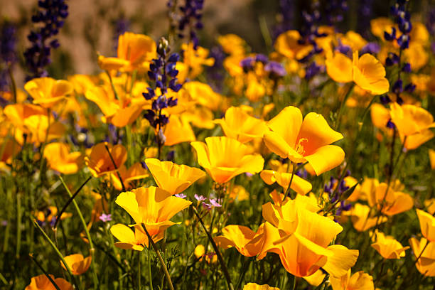 istock Mexican Yellow Poppies 504819453