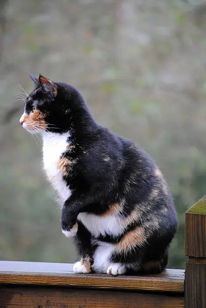 Calico cat sitting on a deck railing with one paw raised.