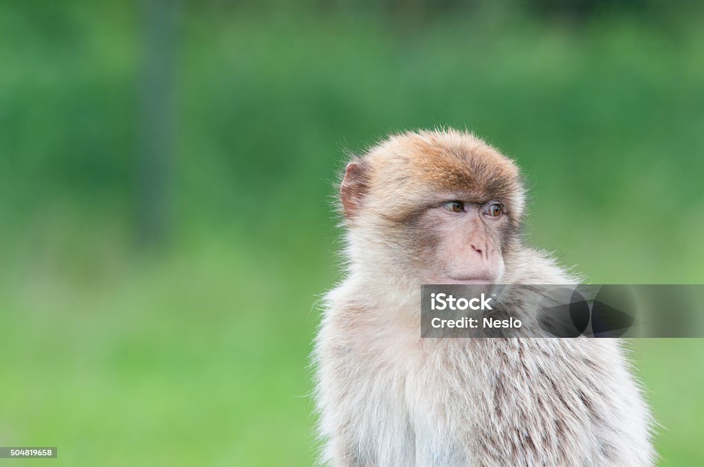Thoughtful Barbary macaque Upper body of a Barbary macaque with a thoughtful look in its eyes Animal Stock Photo