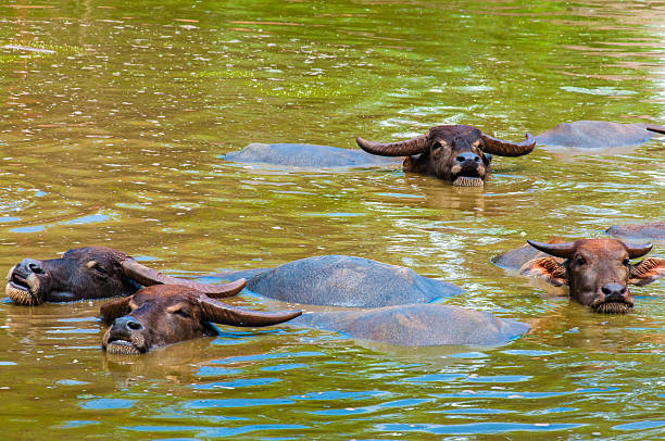 istock Herd of Thai buffalo cooling during the day 504819687