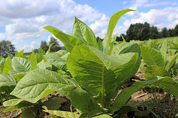 istock growing tobacco on a field 504821021