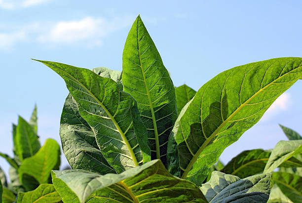 istock growing tobacco on a field 504821023