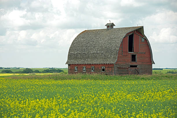 istock An old abandoned barn with a canola field 504821959