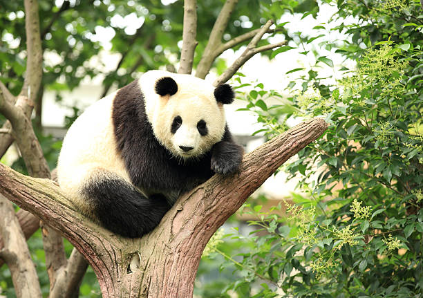 Giant Panda At Chengdu China Stock Photo - Download Image Now - Panda -  Animal, Giant Panda, Animal - iStock