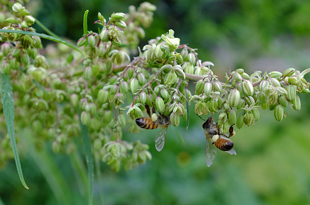 Bees pollinating a Cannabis plant stock photo