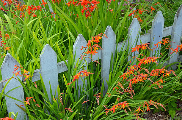 istock Orange montbretia flowers 504823285