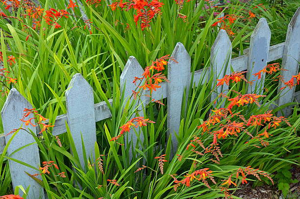 Orange montbretia flowers Orange montbretia flowers and wooden picket fence crocosmia stock pictures, royalty-free photos & images