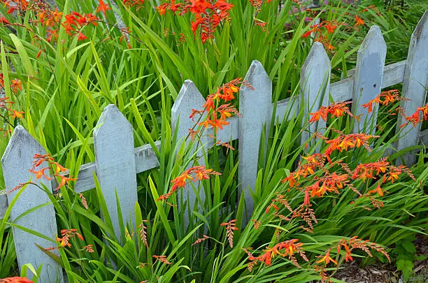 Orange montbretia flowers and wooden picket fence