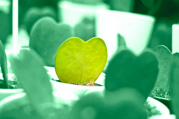 istock Cactus in the form of heart 504823508