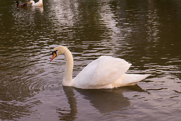 istock Beautiful young swans in lake 504823526