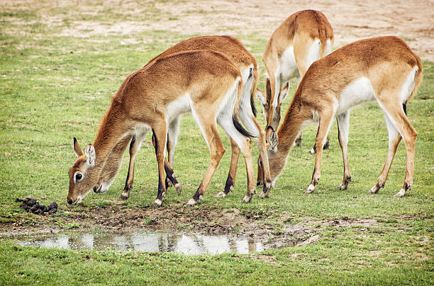 eld s deer (panolia eldii), grupa zwierząt - brow antlered deer zdjęcia i obrazy z banku zdjęć