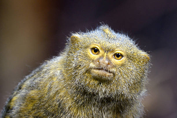 Pygmy marmoset (Cebuella pygmaea). Wildlife animal.