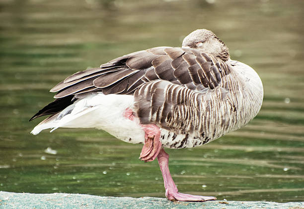 istock Greylag goose (Anser anser) standing on one leg and sleeping 504824486