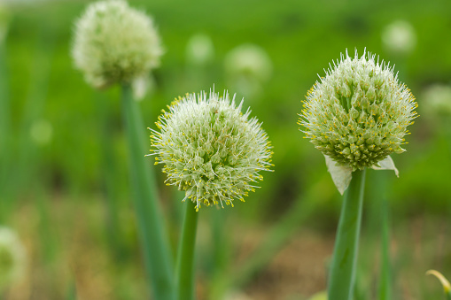 Scallion Bloom China Scallion Flowers Stock Photo - Download Image Now - 2015 ...