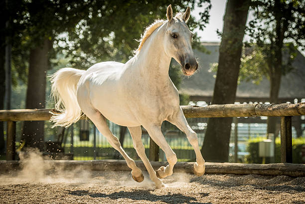 Horse running White horse running on ranch. white horse running stock pictures, royalty-free photos & images