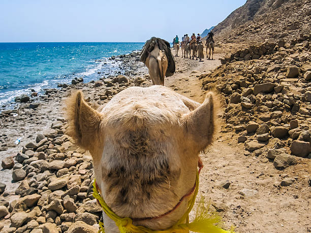 the camel ride First person camel ride along the coast of the Golden City famous for its sunsets and Blue Hole. dahab photos stock pictures, royalty-free photos & images
