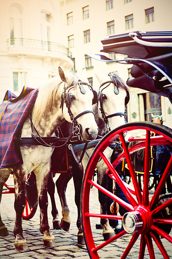 Horse's taxi. Vienna, Austria