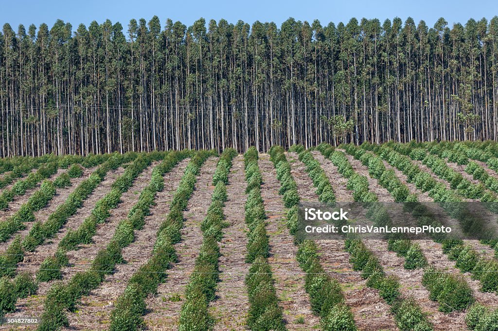 Arbres des Plantations - Photo de Planter libre de droits